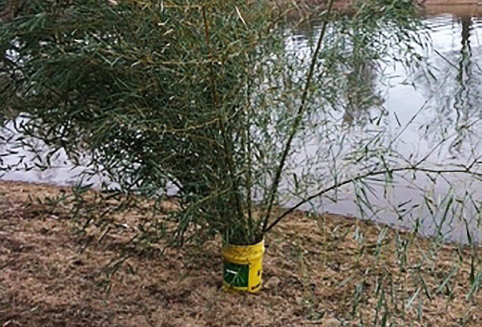 Crappie cover